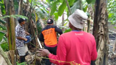 Pohon Tumbang di Dusun Jamprit